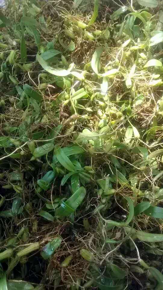 石仙桃仙草之一