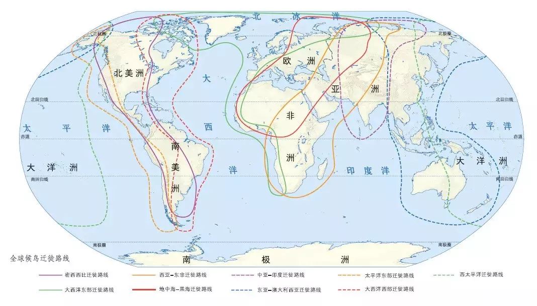 它的地位不仅在国内迁徙中举足轻重,也是东北亚与澳大利亚候鸟迁徙中