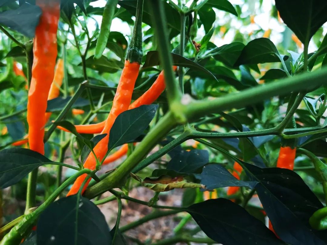 衡东三樟黄贡椒被授予农产品地理标志登记证书