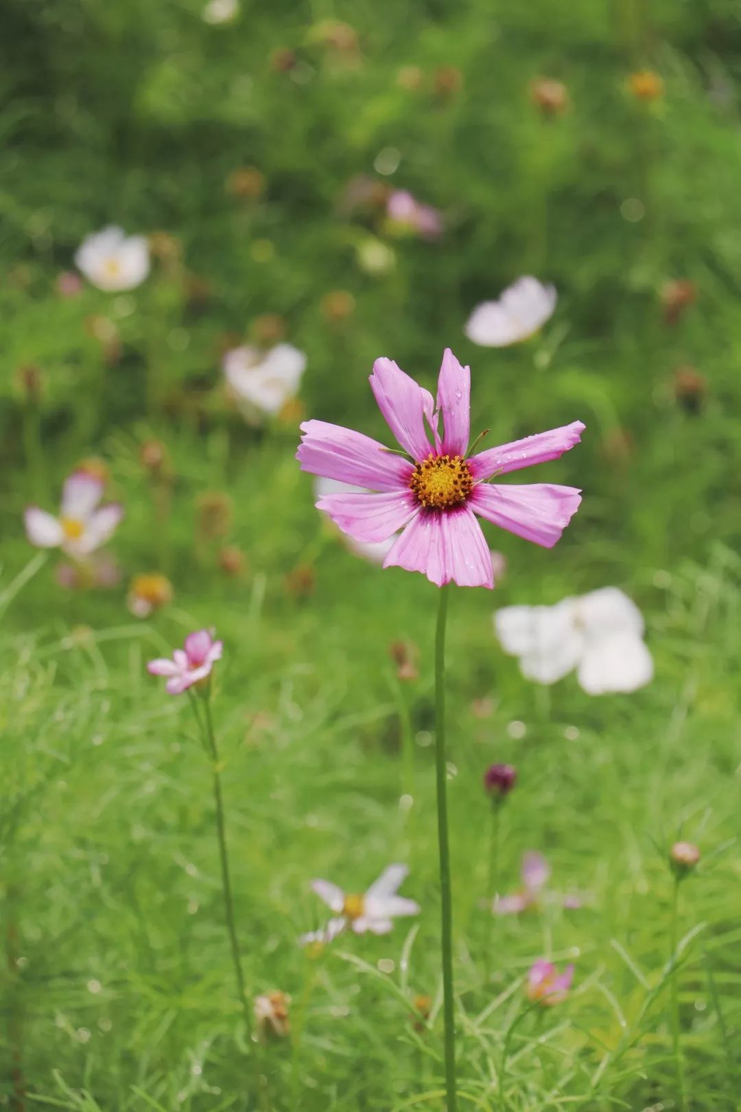 格桑花开花开成海