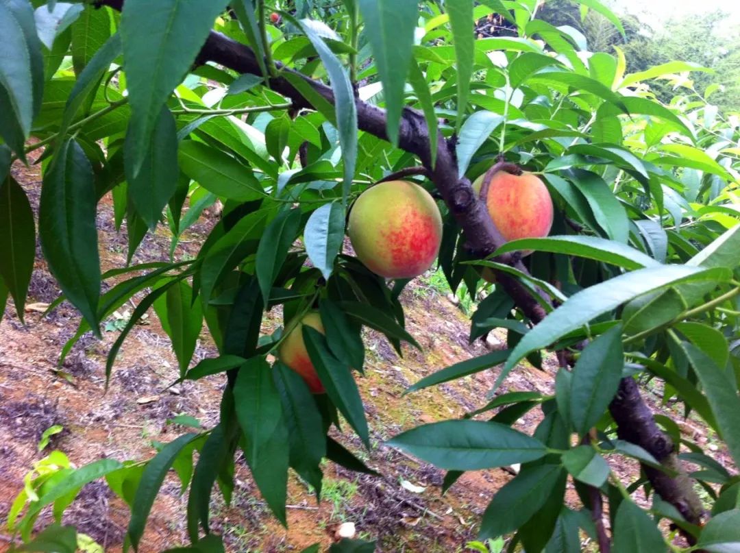 桐庐这些地方集体出桃你pick哪个