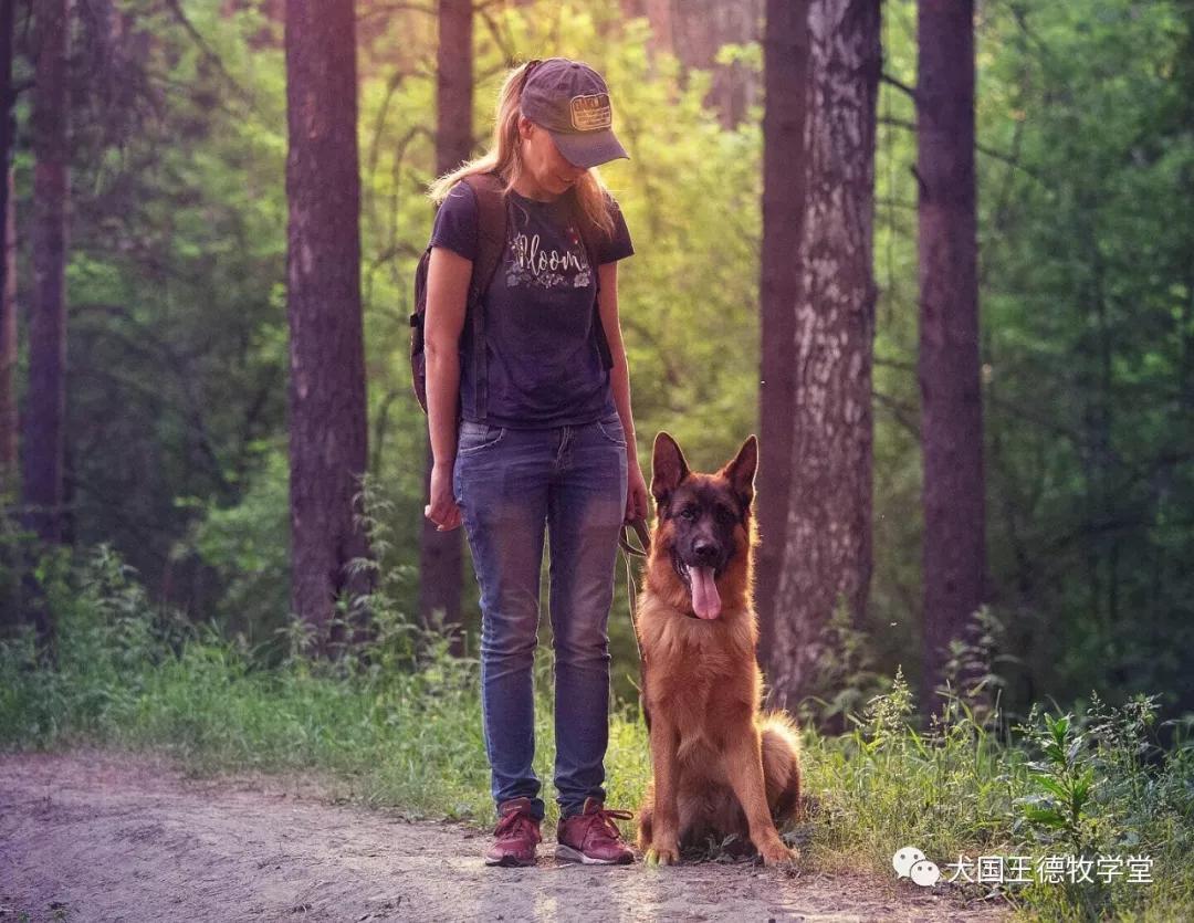 国外德牧摄影:森林中德牧与美女