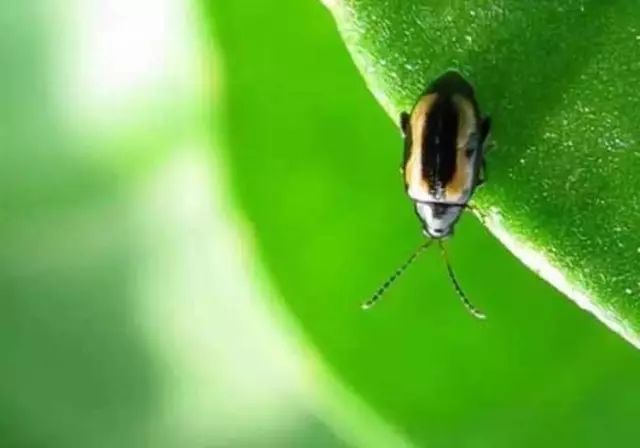 叶类蔬菜头号害虫"黄条跳甲"罪恶的一生!