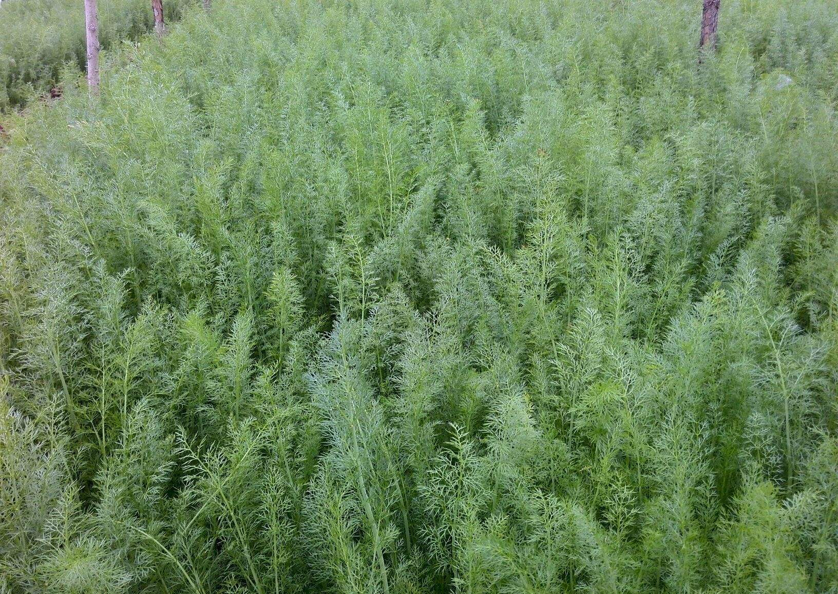 茴香馅的饺子很美味,那么茴香怎么种植呢?这几点得注意了!