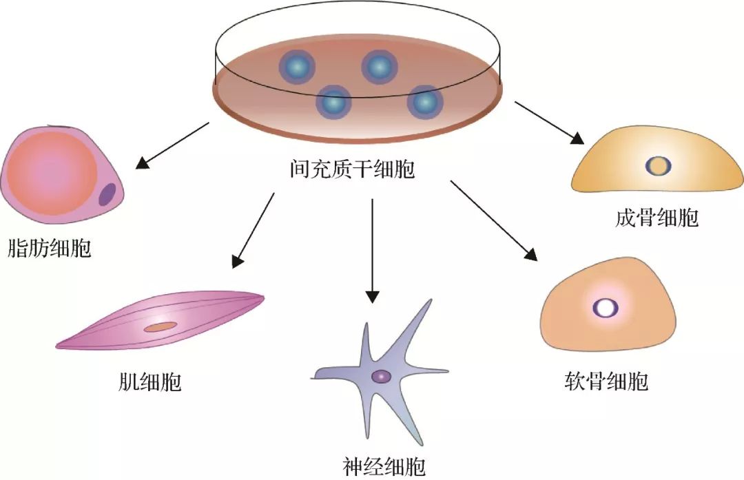 间充质干细胞示意图图片