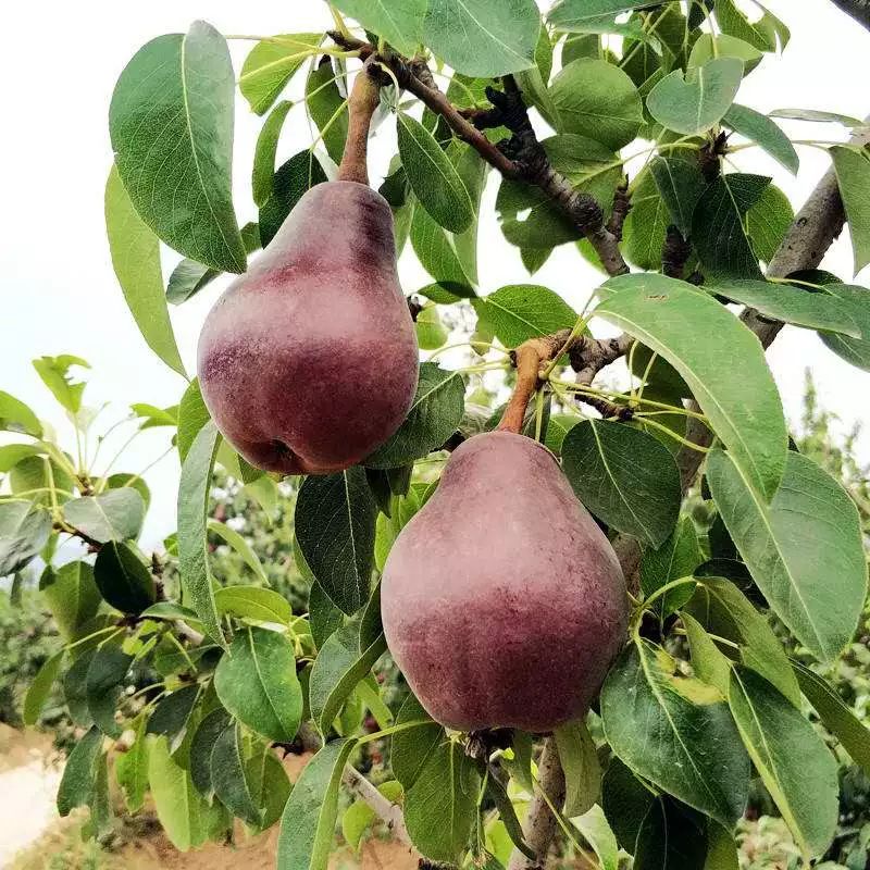 红啤梨如宝葫芦一样,在阳光下闪耀着勾人食欲的光泽.