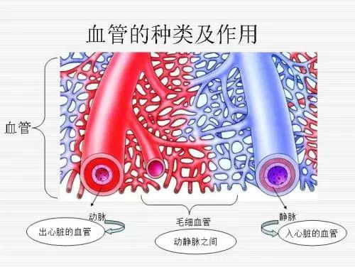 动脉是什么颜色图片