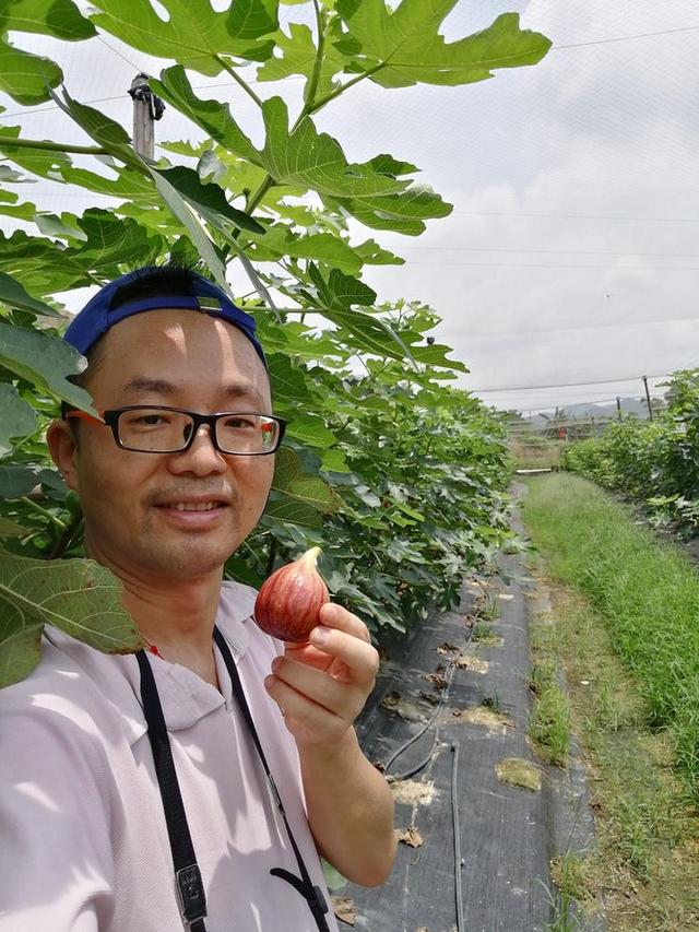比鸡蛋大,香甜软糯又营养,无花果成南宁下半年采摘新宠_广西