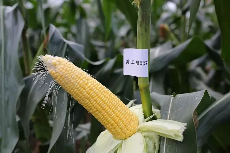 爱吃甜玉米的看过来王者甜玉米请收好