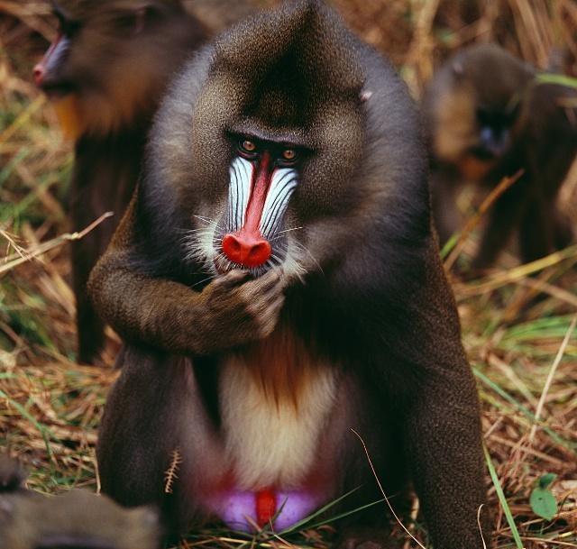 非洲许多灵长类动物喜欢炫耀它们鲜艳的蛋蛋