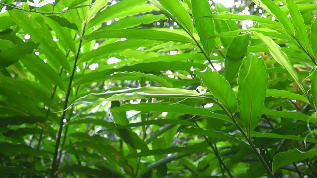 喜悦蟠龙金花坑春砂仁挂果丰收在望