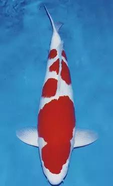 世界锦鲤大全,看完保证你会收藏!