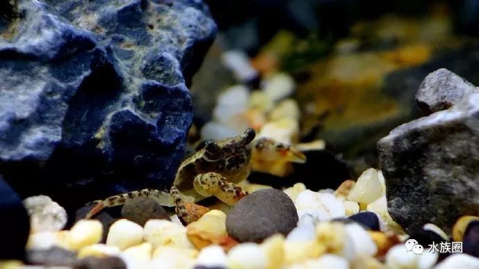 迷你豹点苏蟹小家伙等你撩