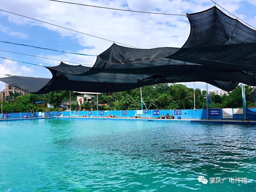 周末浪起来肇庆这些游泳圣地逐个打卡上
