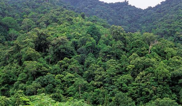 中国最美的十大林海