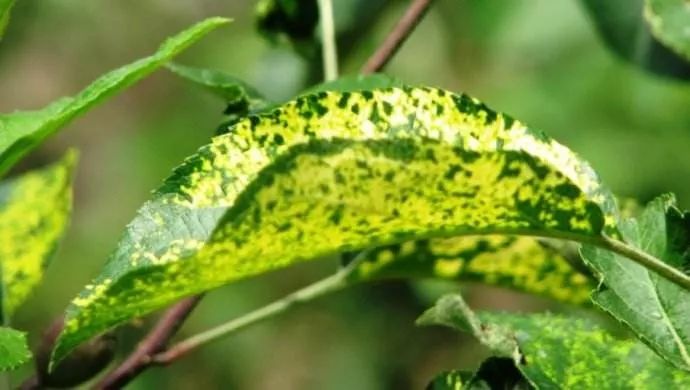 生长点弯曲,严重时枯死,茎蔓被害,造成茎蔓上形成凹陷的条形斑,果实