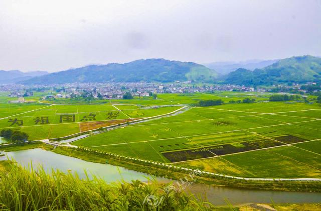 清溪场镇稻田作画献礼祖国70华诞