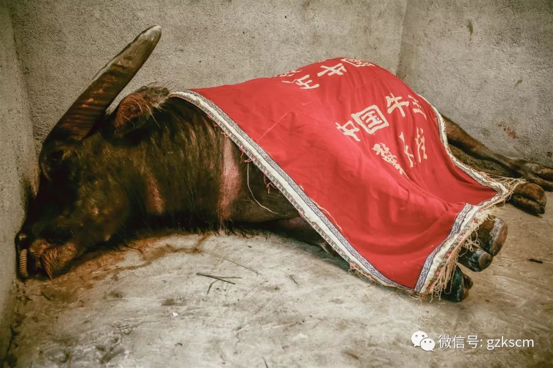 榕江县乐里斗牛小镇寿终正寝于2019年7月3日18时许中国传奇牛王擎天柱