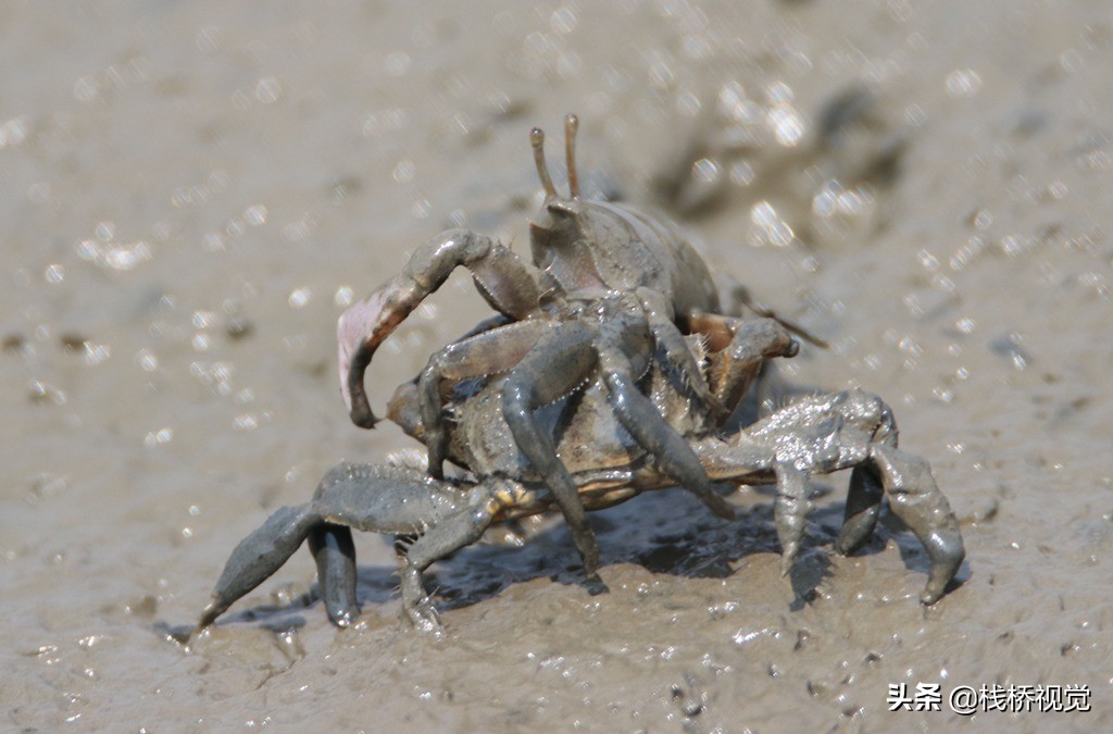 1/202019年7月5日,大量小螃蟹在青岛胶州湾滩涂打架.