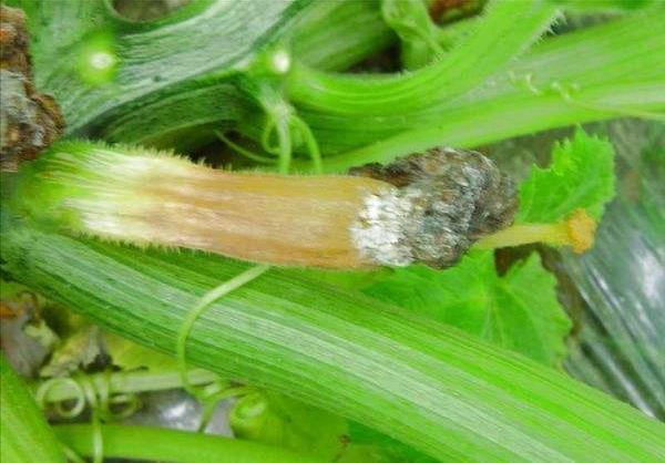 西葫芦绵疫病的症状及其防治方法