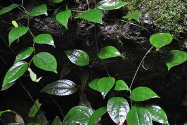 破岩尖的草药图片图片