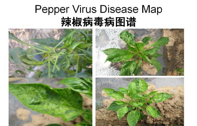带您了解辣椒的病虫害图谱!