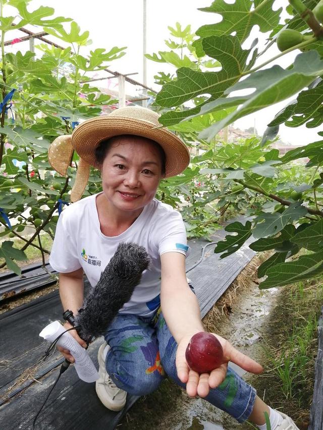 比鸡蛋大,香甜软糯又营养,无花果成南宁下半年采摘新宠_广西