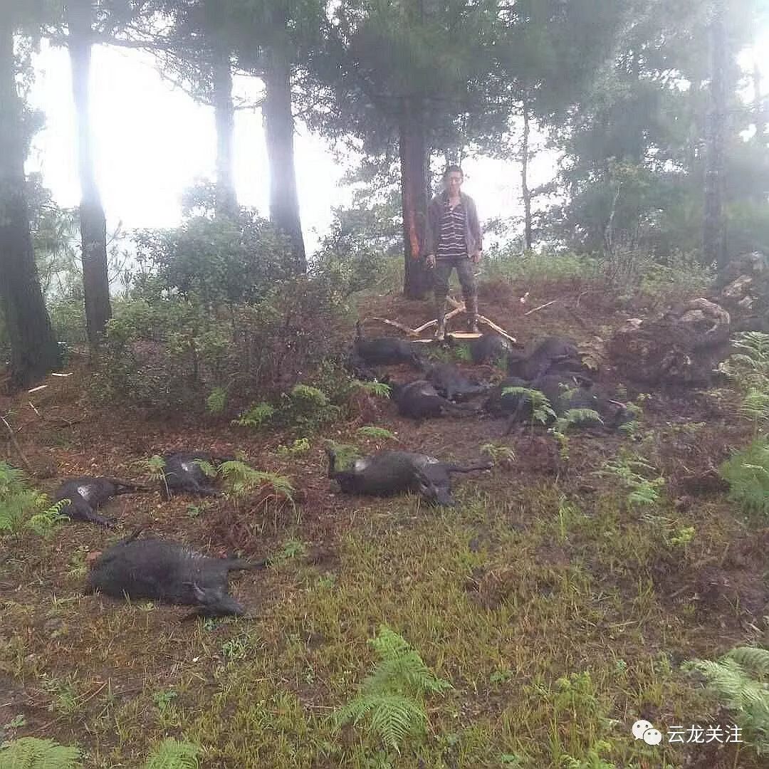 雷击事件,羊主人李奶奶心痛不已,据李奶奶介绍,雷雨来临时,羊群自行往
