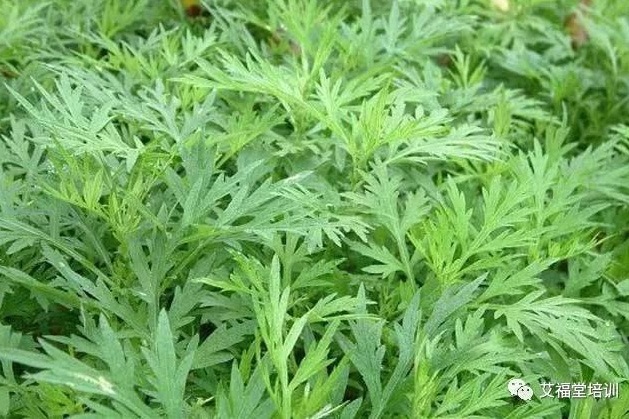 艾草的医理与效果|潍坊艾福堂