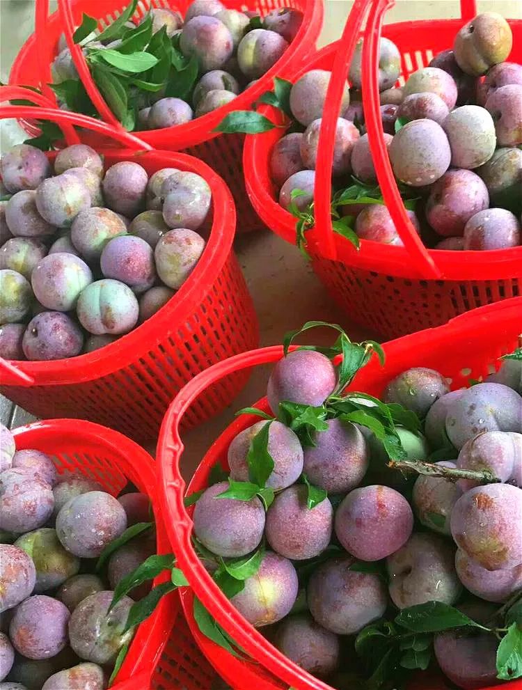 进果园体验树下采摘,央视"网红果"贺街三步梯八步三华李标准园采摘节