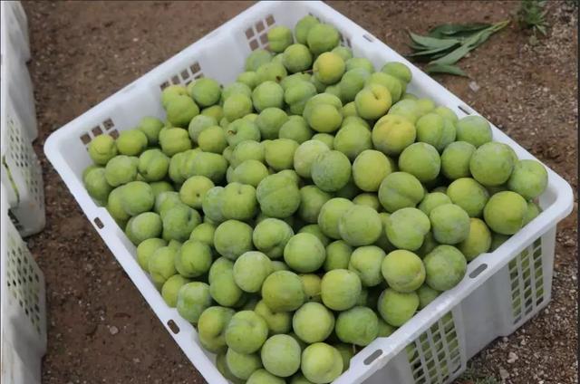 爱心助李|彝良江安李,上行扶贫不能停!