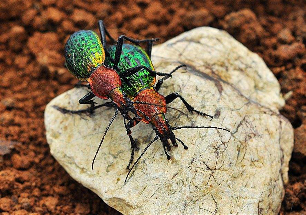 浙江雁荡山出现一种昆虫,甲壳坚硬像绿宝石,蝎子毒刺对它都没用