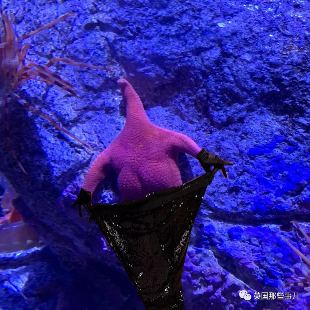 一只有着性感蜜桃臀的海星,让网友们的脑洞彻底漏水了