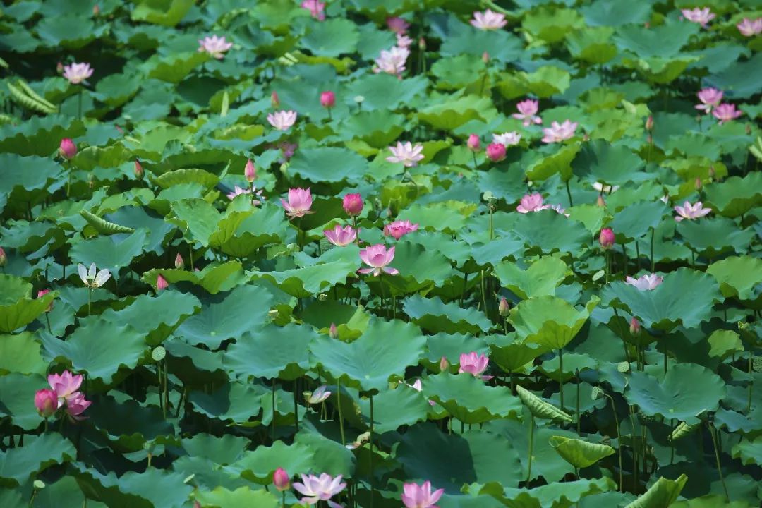 周末去赏荷花!美到让人心醉,一波美图大放送!