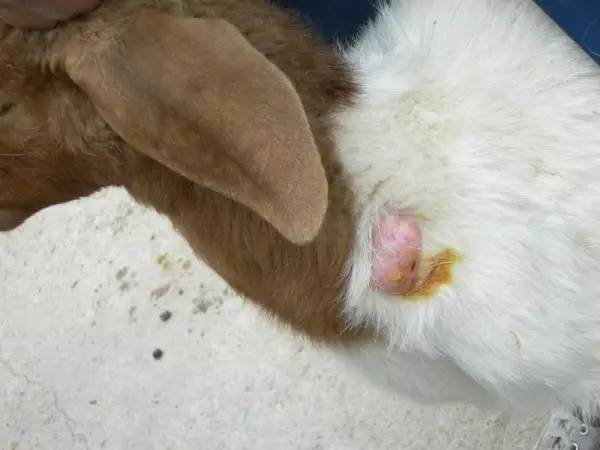 手把手教你羊身上长脓包的处理方法