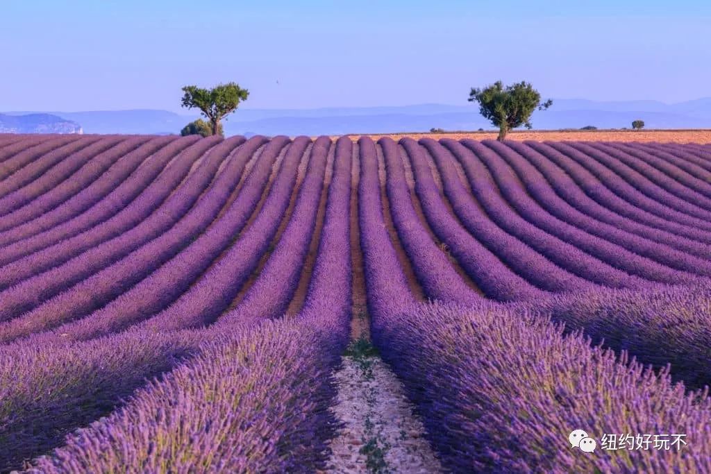 這家名叫lavender by the bay的薰衣草農場,位於紐約長島東北部,農場