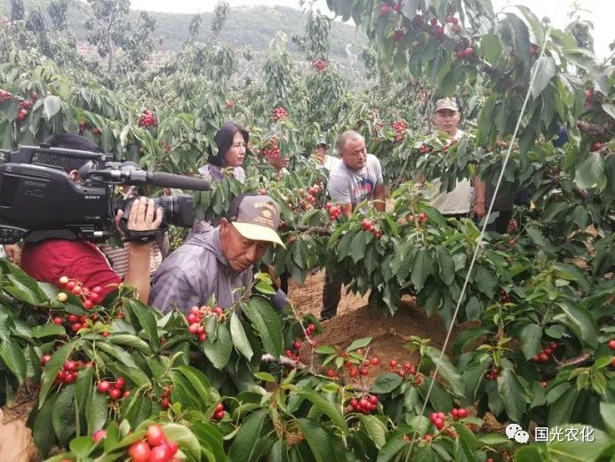 套餐現場觀摩會和大櫻桃單條延伸半球型技術交流會在遼寧大連瓦房店盧