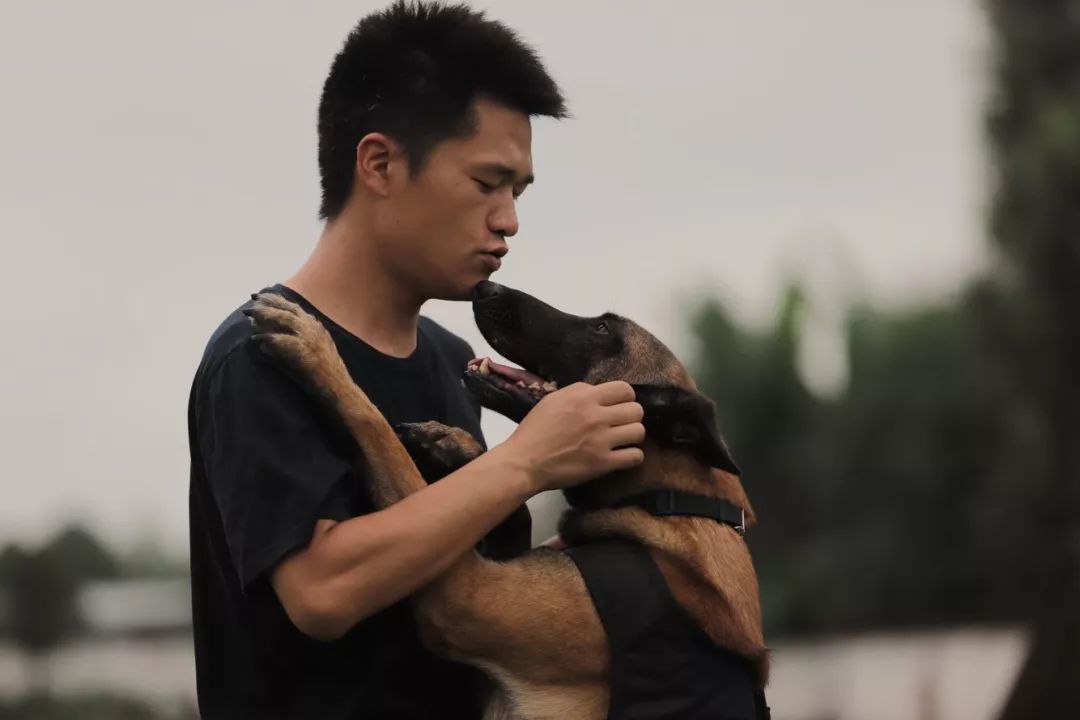 警犬刀锋现状图片