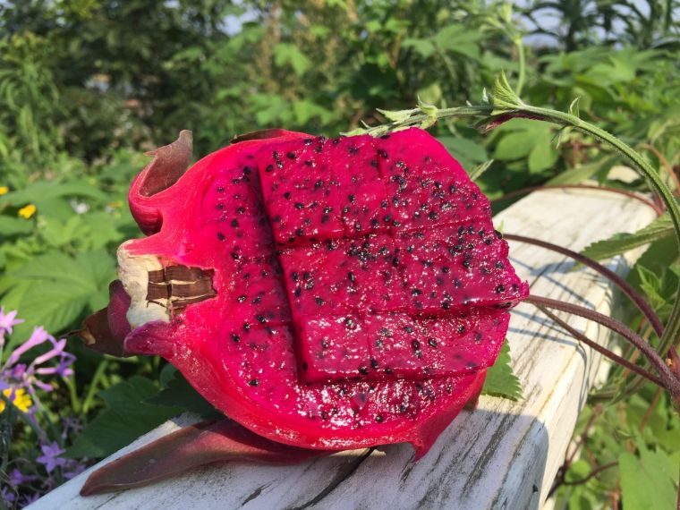 柏杨湖农庄周末悠闲在农庄踱步品尝新鲜时令水果领略田园风情