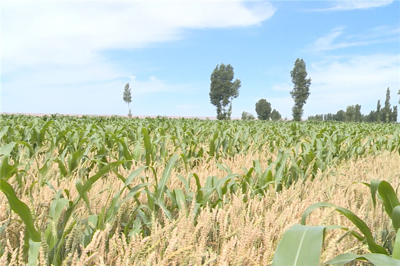 和省上各项支农惠农政策,进一步调动了广大农民群众种植小麦的积极性