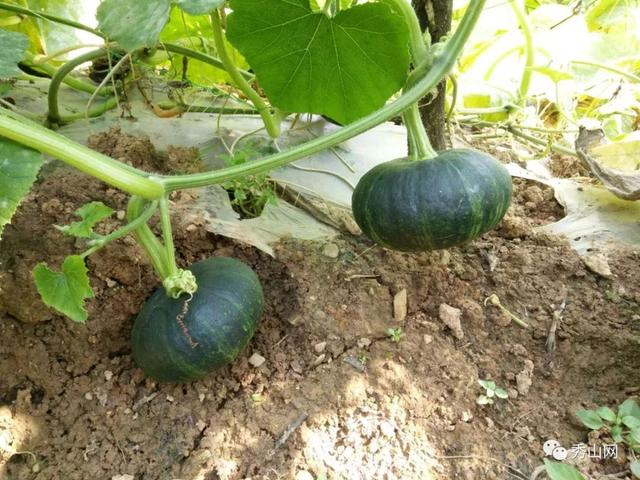 秀山这种"网红产品"即将引爆市场_贝贝