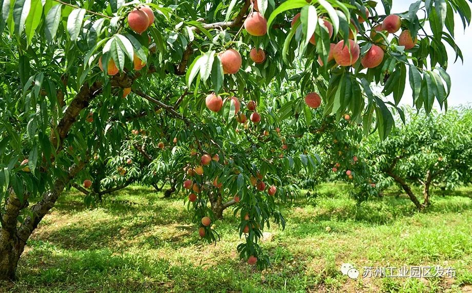 皮薄,肉厚,多汁~《2019苏州水蜜桃采摘地图》出炉!_桃子