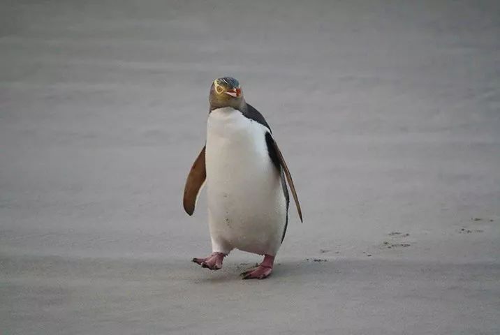 黄眼睛大嗓门生活在灌木丛中的黄眼企鹅你见过吗