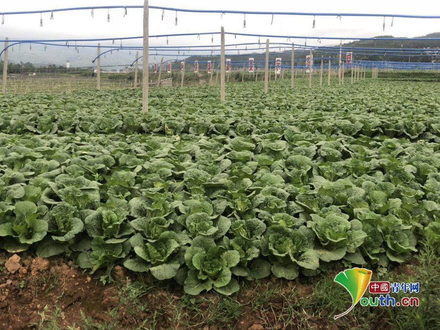 粤滇绿色供港蔬菜基地.中国青年网见习记者 吕佳璐 摄