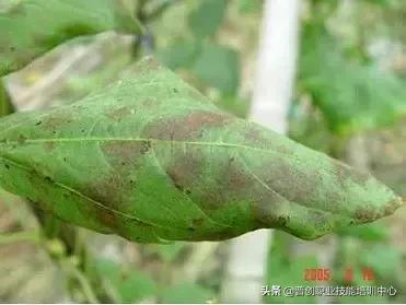 豆角病虫害解决方案