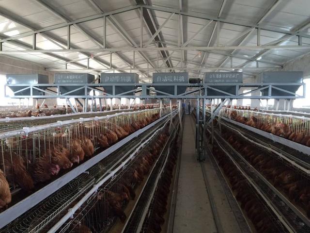 散养鸡需要哪些设备你了解吗