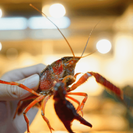 新店开业小龙虾买2斤送1斤厦门超壕气的撸虾圣地来了夜宵党新场子