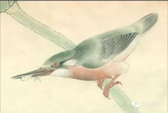 翠鸟工笔画法示范