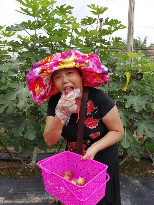 比鸡蛋大,香甜软糯又营养,无花果成南宁下半年采摘新宠_广西