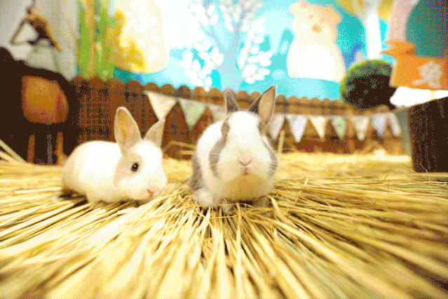 兔子跳动态图片图片